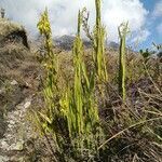 Epidendrum bogotense habit picture by Gabriel OLLIVIER (cc-by-sa)