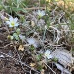 Cerastium pumilum habit picture by Fabien Anthelme (cc-by-sa)