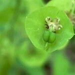 Euphorbia amygdaloides fruit picture by Ruprecht Storchschnabel (cc-by-sa)