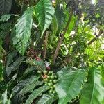 Coffea arabica fruit picture by Henrique Fontes (cc-by-sa)