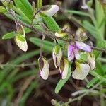 Polygala sphenoptera flower picture by susan brown (cc-by-sa)