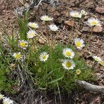 Erigeron compositus flower picture by Jack Pommer (cc-by-sa)