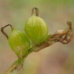 Carex alba fruit picture by Yoan MARTIN (cc-by-sa)