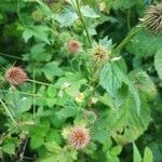 Geum urbanum habit picture by Thomas DESFOSSEZ (cc-by-sa)