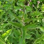 Urtica dioica habit picture by Laurie Targa (cc-by-sa)