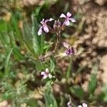 Chorispora tenella flower picture by javad54 (cc-by-sa)