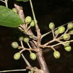 Bursera simaruba fruit picture by Nelson Zamora Villalobos (cc-by-nc)