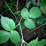 Rubus foliosus leaf picture by Aurélien Malecki (cc-by-sa)