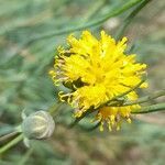 Thelesperma megapotamicum flower picture by Trap Hers (cc-by-sa)