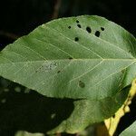 Dombeya punctata leaf picture by E. Mouysset (cc-by-sa)