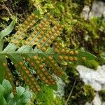 Polypodium cambricum flower picture by Stéphane Bonhomme (cc-by-sa)