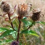 Centaurea phrygia fruit picture by Chlad Martin (cc-by-sa)