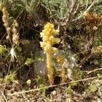 Orobanche flava habit picture by pasquale pianese (cc-by-sa)