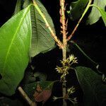 Erythroxylum macrophyllum flower picture by Jean-François Molino (cc-by-sa)