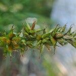 Carex pairae fruit picture by Yoan MARTIN (cc-by-sa)