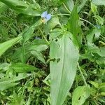 Commelina diffusa leaf picture by susan brown (cc-by-sa)