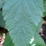 Teucrium vesicarium leaf picture by Trap Hers (cc-by-sa)