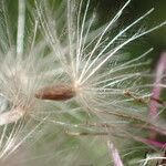 Cirsium monspessulanum fruit picture by Sylvain Piry (cc-by-sa)