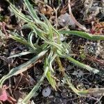 Plantago albicans habit picture by Jordan Galli (cc-by-sa)