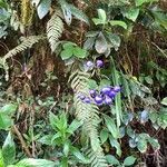 Dianella ensifolia fruit picture by brio_blu (cc-by-sa)