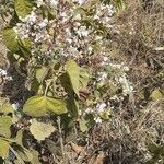 Clerodendrum infortunatum flower picture by Kypa Bayapu Reddy (cc-by-sa)