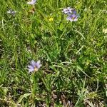 Sisyrinchium montanum habit picture by Markus W. (cc-by-sa)