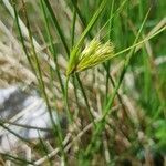 Carex bohemica flower picture by Régis KRIEG-JACQUIER (cc-by-sa)