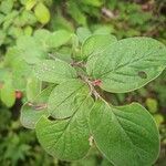 Cotoneaster tomentosus leaf picture by Achille444 (cc-by-sa)