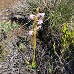 Satyrium amoenum habit picture by JC Houpiart (cc-by-sa)