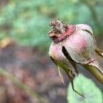 Rosa gallica fruit picture by David Hocken (cc-by-sa)