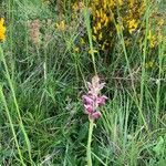 Anacamptis coriophora habit picture by abre ofe (cc-by-sa)