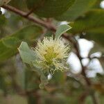 Guiera senegalensis flower picture by Sylvain Piry (cc-by-sa)