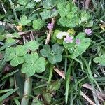 Oxalis violacea habit picture by Eli Small (cc-by-sa)