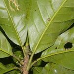 Magnolia gloriensis leaf picture by Nelson Zamora Villalobos (cc-by-nc)