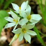 Sisyrinchium albidum flower picture by K O (cc-by-sa)