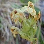 Pedicularis tuberosa fruit picture by Yoan MARTIN (cc-by-sa)