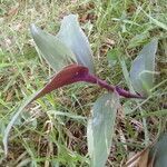 Tradescantia cerinthoides leaf picture by Villena Rojas Marcelo (cc-by-sa)