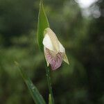 Cleistes rosea flower picture by R. Tournebize (cc-by-sa)