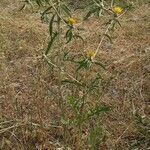 Centaurea hyalolepis habit picture by Abdul Ghaffar (cc-by-sa)