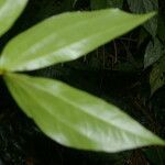 Calliandra brenesii leaf picture by Nelson Zamora Villalobos (cc-by-nc)