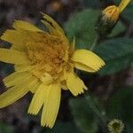 Hieracium umbrosum flower picture by charles Hertz (cc-by-sa)