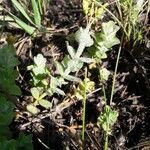 Hypericum elodes habit picture by Patrick Liouville (cc-by-sa)