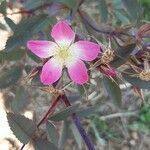 Rosa glauca flower picture by Bérold Costa (cc-by-sa)