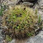 Gymnocalycium monvillei habit picture by Trap Hers (cc-by-sa)