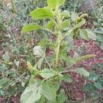 Amaranthus retroflexus habit picture by Isabel Ruiz (cc-by-sa)