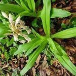 Crinum latifolium leaf picture by Swastik Brahma Hota (cc-by-sa)