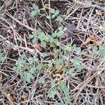 Medicago littoralis habit picture by patrick locheron (cc-by-sa)