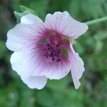 Althaea cannabina flower picture by Manuel Barón (cc-by-sa)