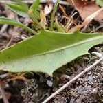 Scorzoneroides helvetica leaf picture by Yoan MARTIN (cc-by-sa)