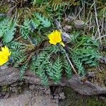 Taraxacum pyrenaicum habit picture by Alain Bigou (cc-by-sa)